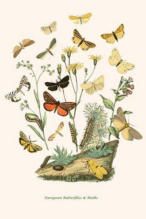 European Butterflies & Moths by William Forsell Kirby 14 - Art Print