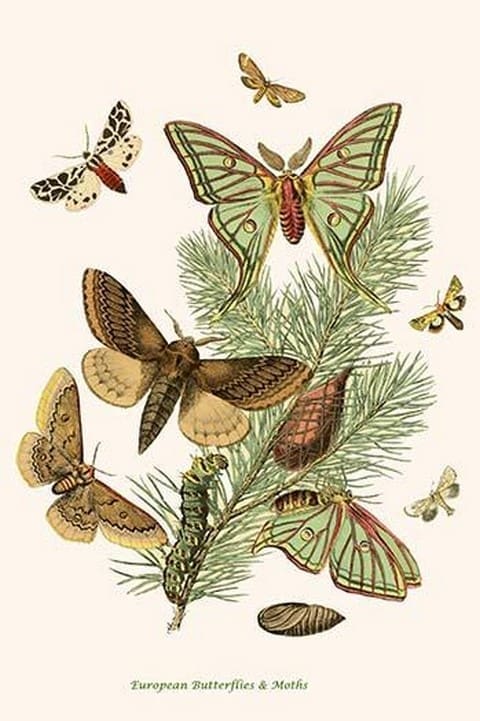 European Butterflies & Moths by William Forsell Kirby 15 - Art Print