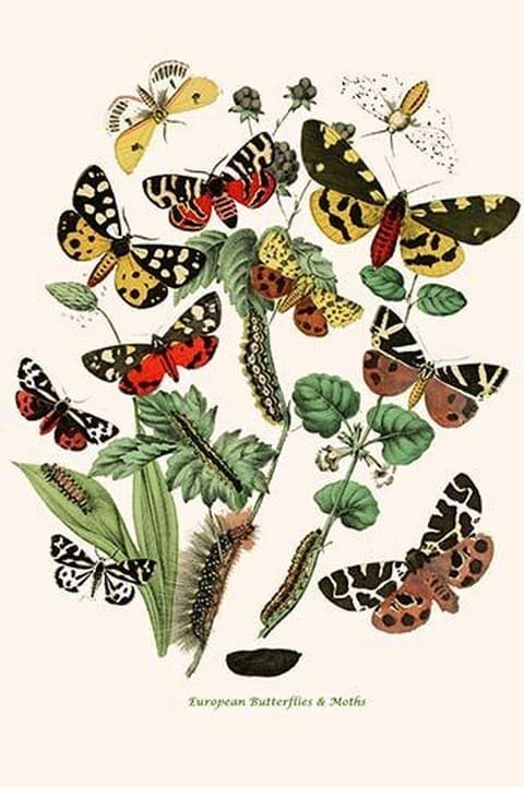 European Butterflies & Moths by William Forsell Kirby 16 - Art Print