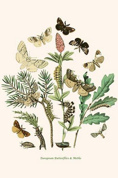 European Butterflies & Moths by William Forsell Kirby 17 - Art Print