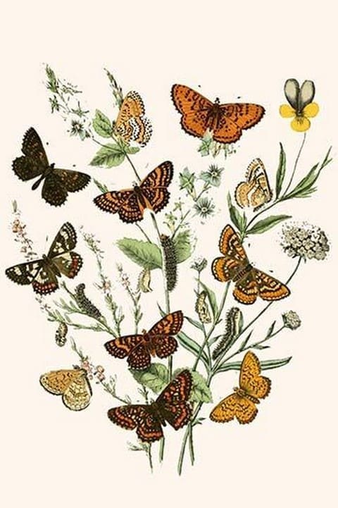 European Butterflies & Moths by William Forsell Kirby 18 - Art Print