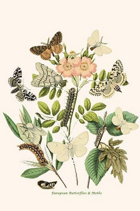 European Butterflies & Moths by William Forsell Kirby 19 - Art Print