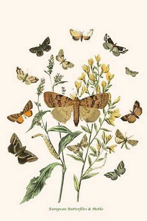 European Butterflies & Moths by William Forsell Kirby 2 - Art Print