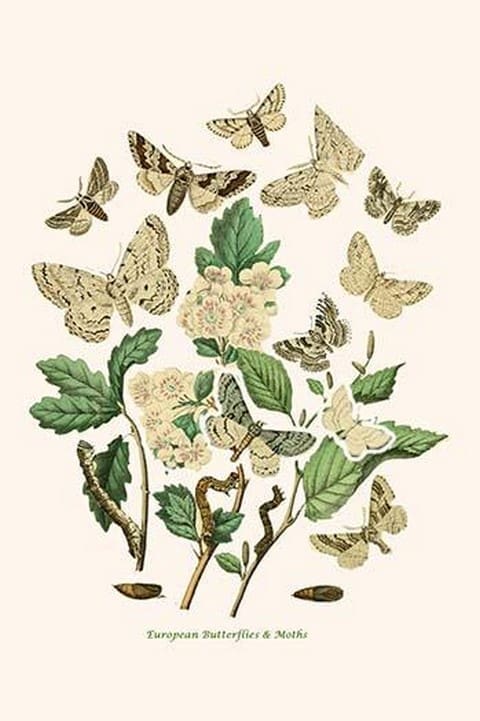 European Butterflies & Moths by William Forsell Kirby #20 - Art Print