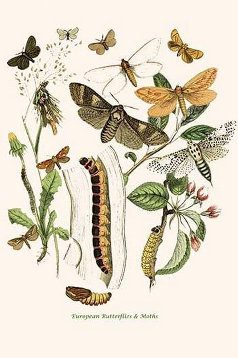 European Butterflies & Moths by William Forsell Kirby 20 - Art Print