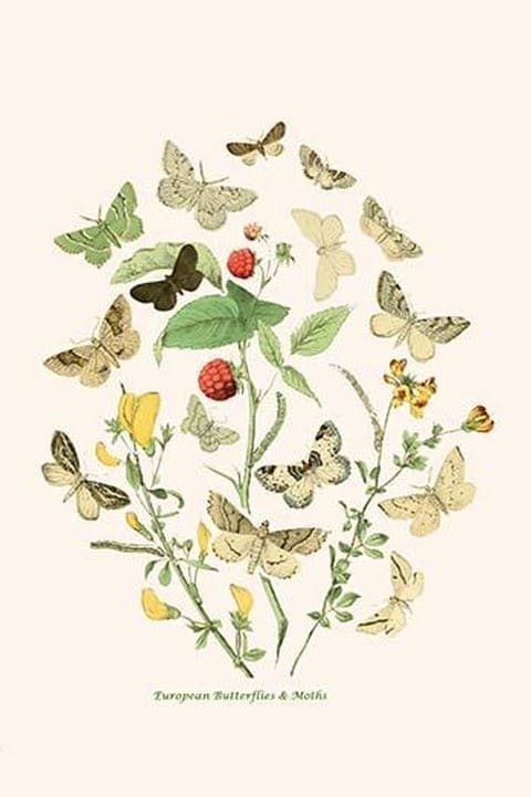 European Butterflies & Moths by William Forsell Kirby #21 - Art Print