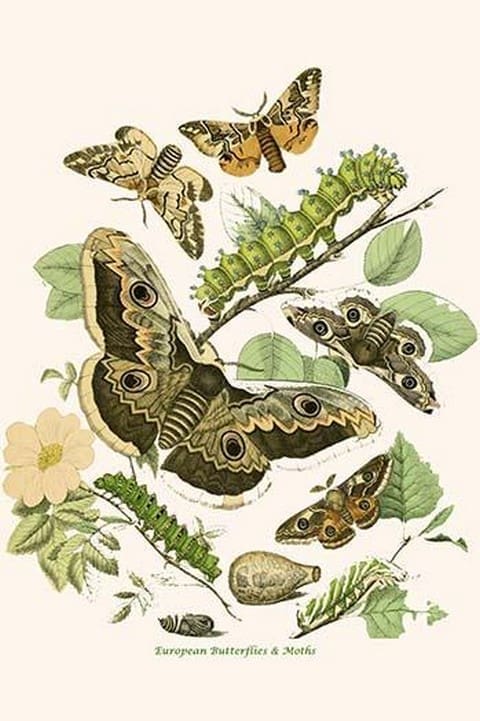 European Butterflies & Moths by William Forsell Kirby 21 - Art Print