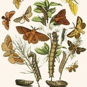 European Butterflies & Moths by William Forsell Kirby 22 - Art Print