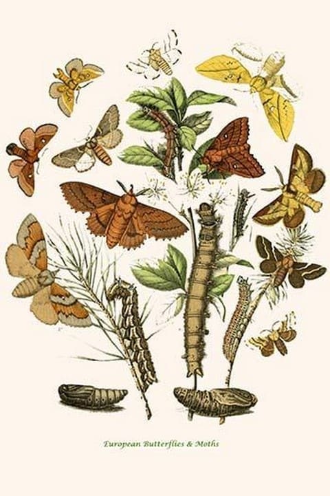 European Butterflies & Moths by William Forsell Kirby 22 - Art Print