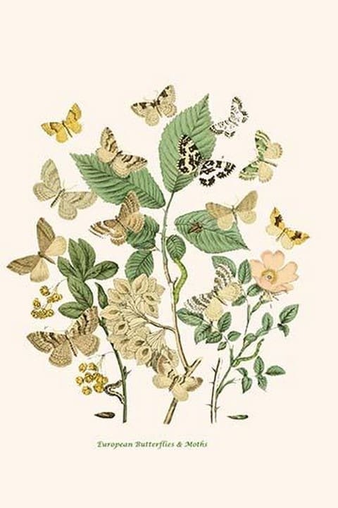 European Butterflies & Moths by William Forsell Kirby #23 - Art Print