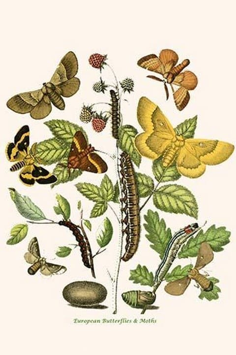 European Butterflies & Moths by William Forsell Kirby 23 - Art Print