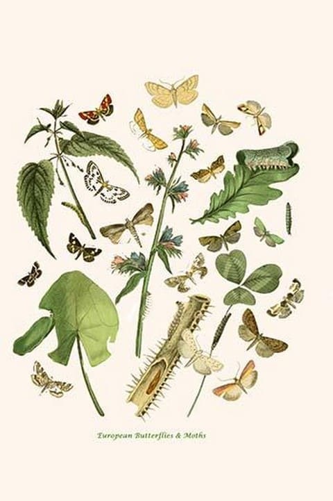 European Butterflies & Moths by William Forsell Kirby #24 - Art Print