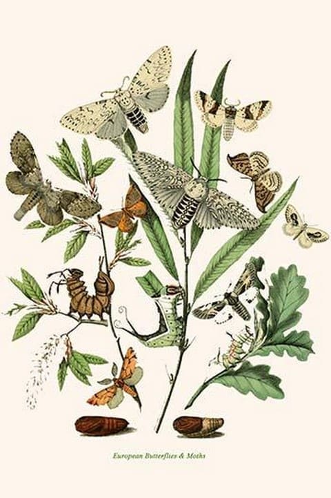 European Butterflies & Moths by William Forsell Kirby 24 - Art Print