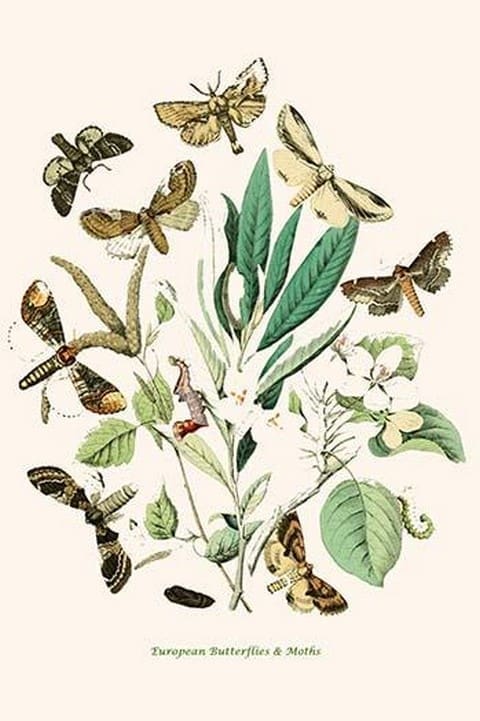 European Butterflies & Moths by William Forsell Kirby #26 - Art Print