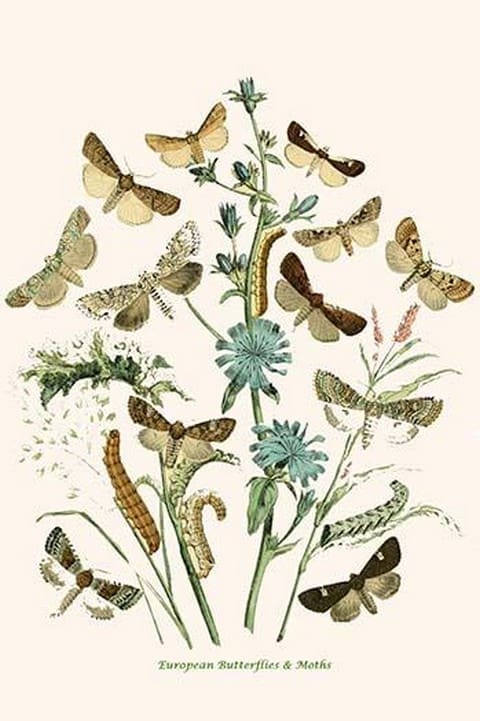 European Butterflies & Moths by William Forsell Kirby #3 - Art Print