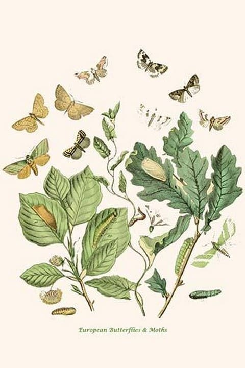 European Butterflies & Moths by William Forsell Kirby 3 - Art Print