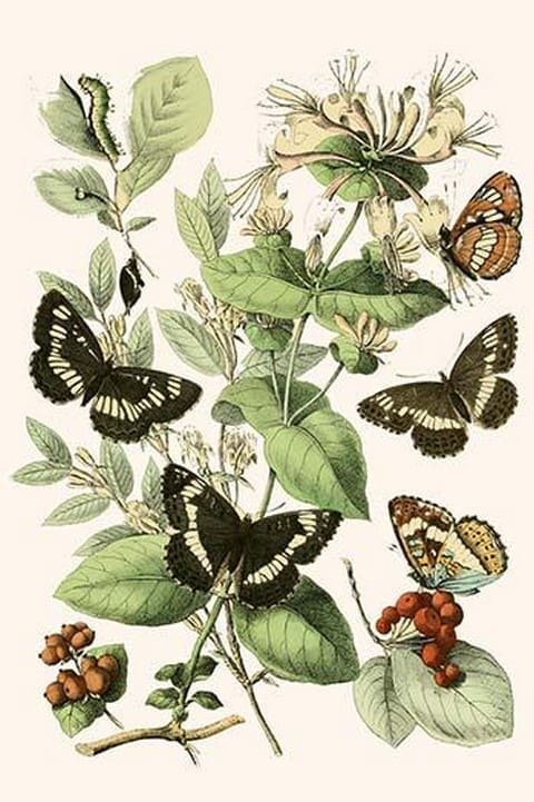 European Butterflies & Moths by William Forsell Kirby #32 - Art Print