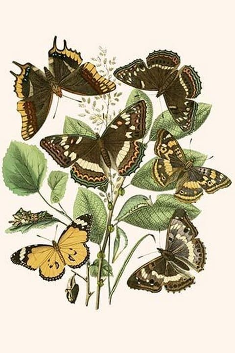 European Butterflies & Moths by William Forsell Kirby #33 - Art Print