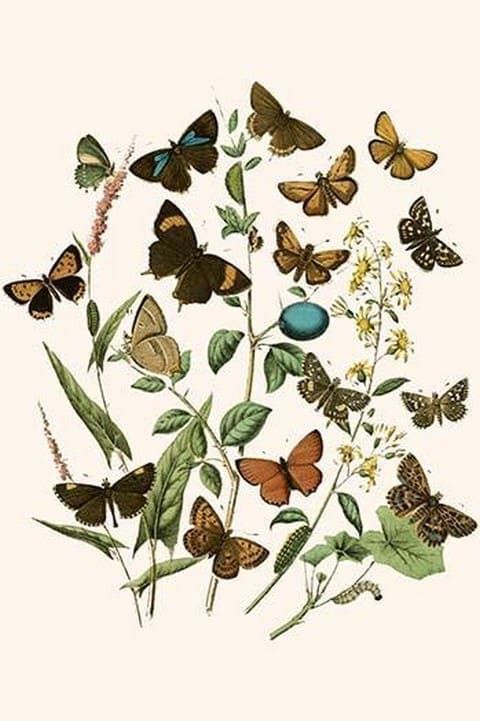 European Butterflies & Moths by William Forsell Kirby #38 - Art Print