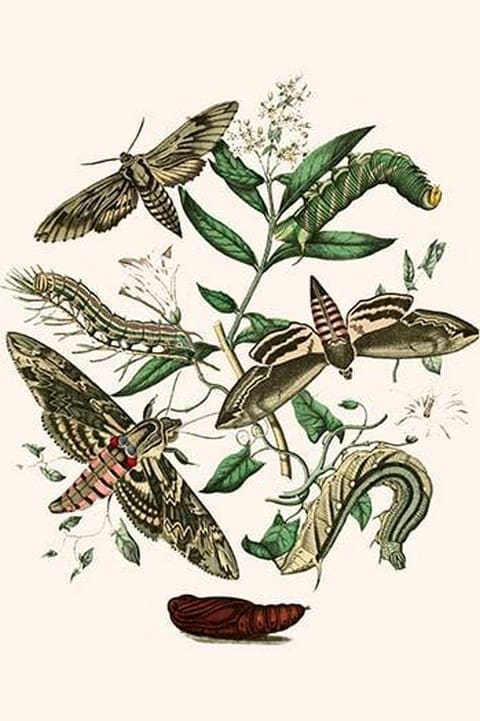 European Butterflies & Moths by William Forsell Kirby #39 - Art Print