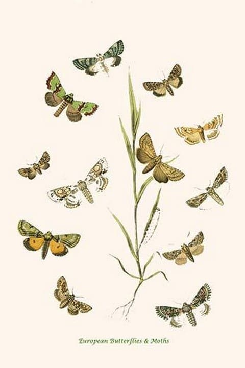 European Butterflies & Moths by William Forsell Kirby #4 - Art Print