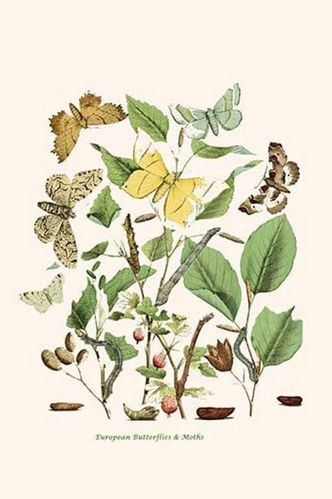 European Butterflies & Moths by William Forsell Kirby 4 - Art Print