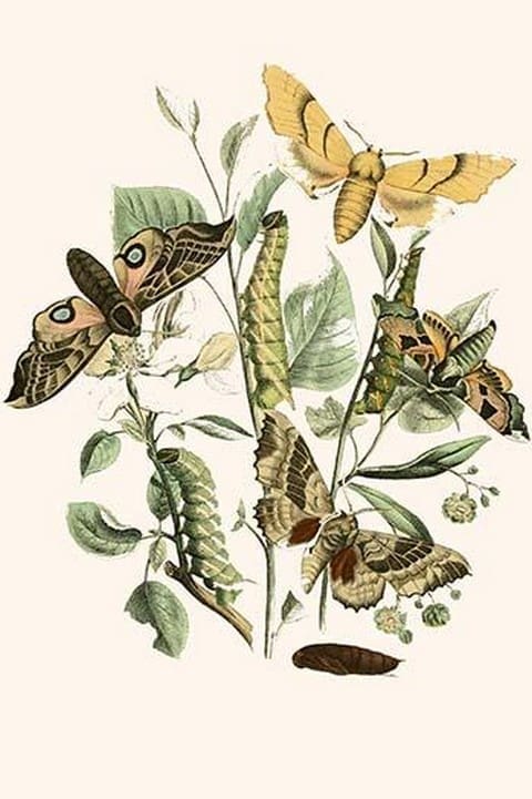 European Butterflies & Moths by William Forsell Kirby #43 - Art Print