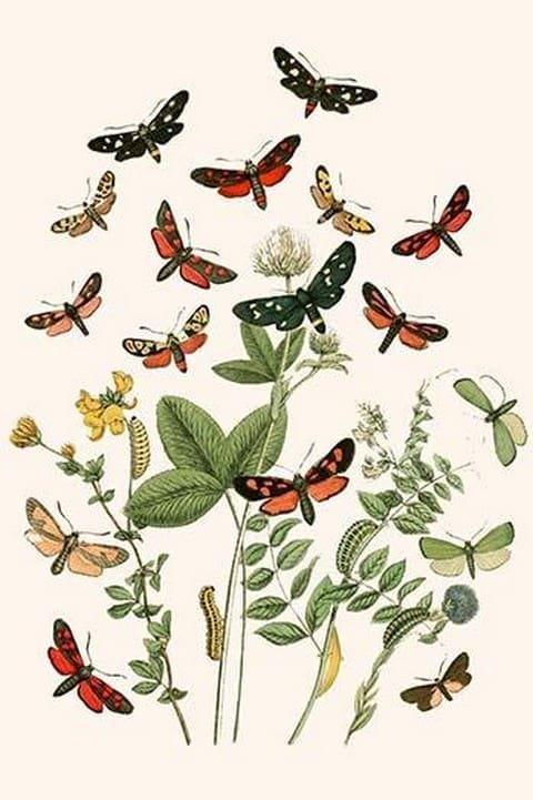 European Butterflies & Moths by William Forsell Kirby #45 - Art Print