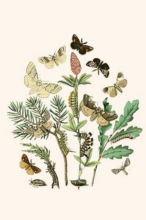 European Butterflies & Moths by William Forsell Kirby #49 - Art Print