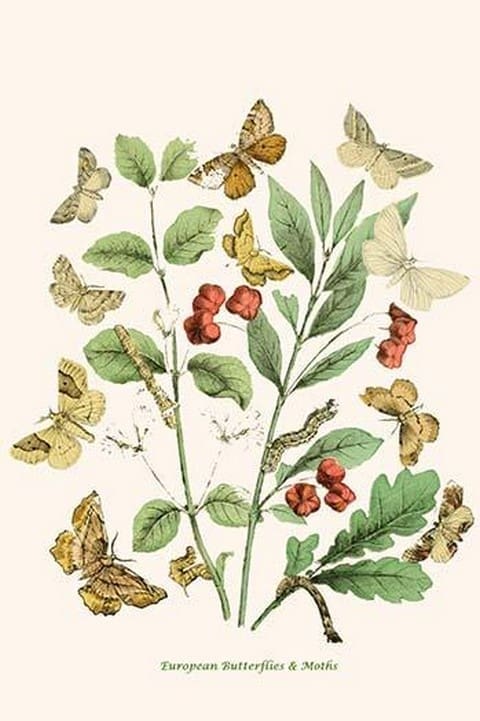 European Butterflies & Moths by William Forsell Kirby 5 - Art Print