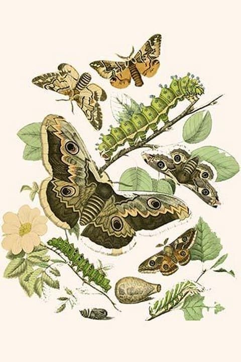 European Butterflies & Moths by William Forsell Kirby #53 - Art Print