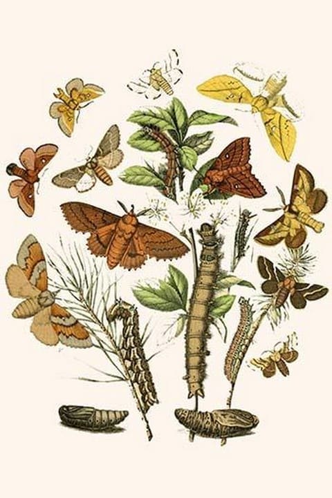 European Butterflies & Moths by William Forsell Kirby #54 - Art Print