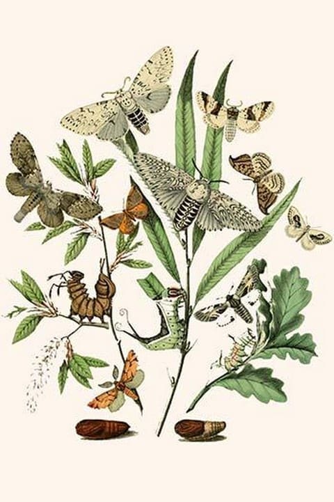 European Butterflies & Moths by William Forsell Kirby #56 - Art Print