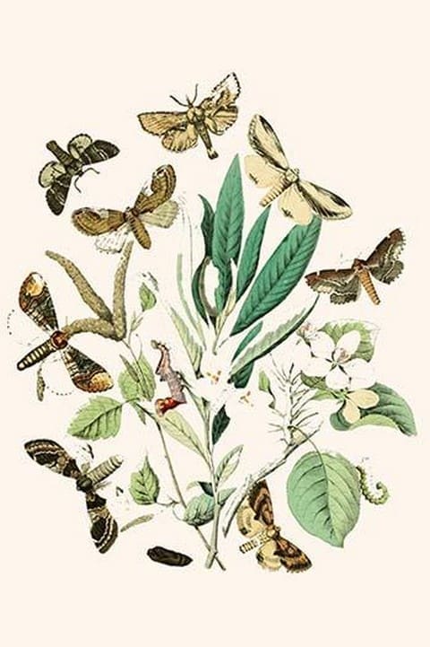 European Butterflies & Moths by William Forsell Kirby #57 - Art Print