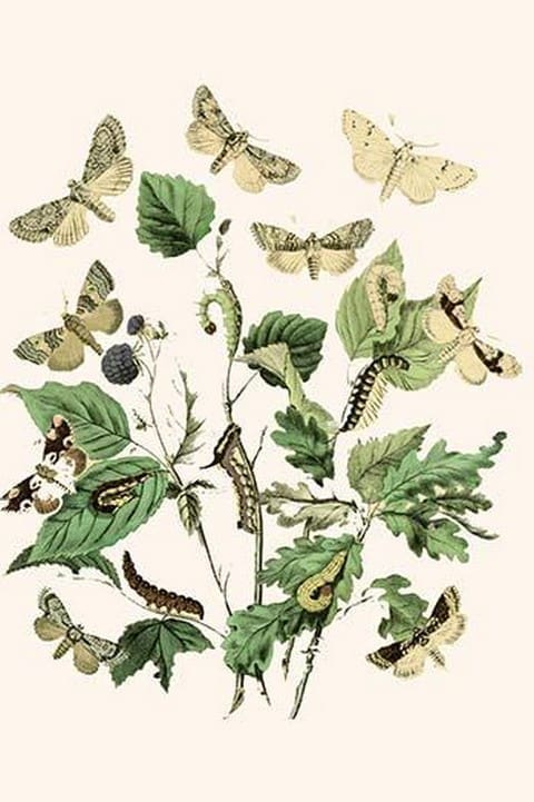 European Butterflies & Moths by William Forsell Kirby #58 - Art Print