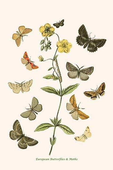 European Butterflies & Moths by William Forsell Kirby 6 - Art Print