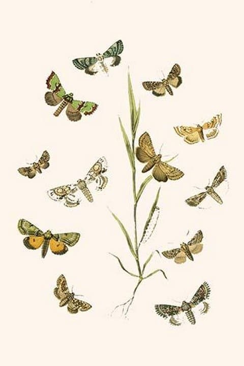 European Butterflies & Moths by William Forsell Kirby #65 - Art Print