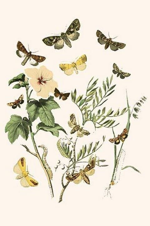 European Butterflies & Moths by William Forsell Kirby #69 - Art Print