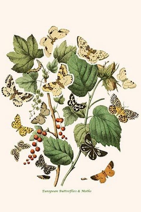 European Butterflies & Moths by William Forsell Kirby 7 - Art Print