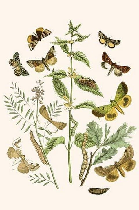 European Butterflies & Moths by William Forsell Kirby #70 - Art Print