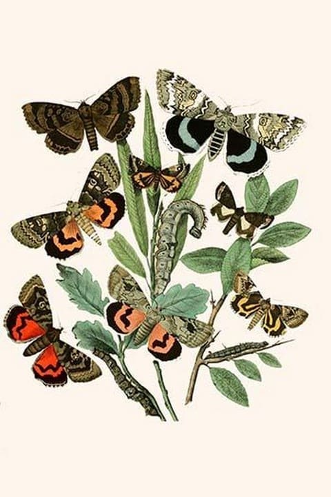 European Butterflies & Moths by William Forsell Kirby #72 - Art Print