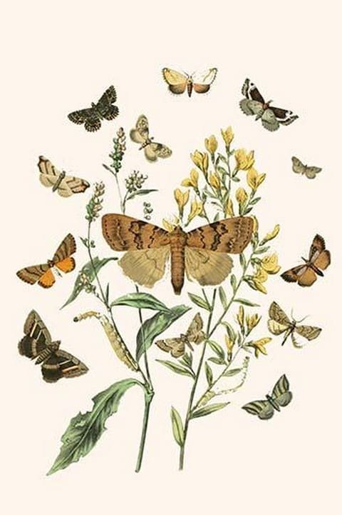 European Butterflies & Moths by William Forsell Kirby #73 - Art Print