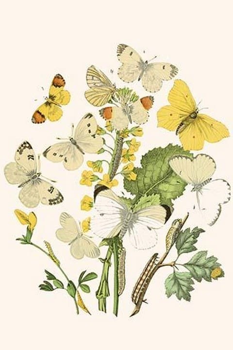 European Butterflies & Moths by William Forsell Kirby #74 - Art Print