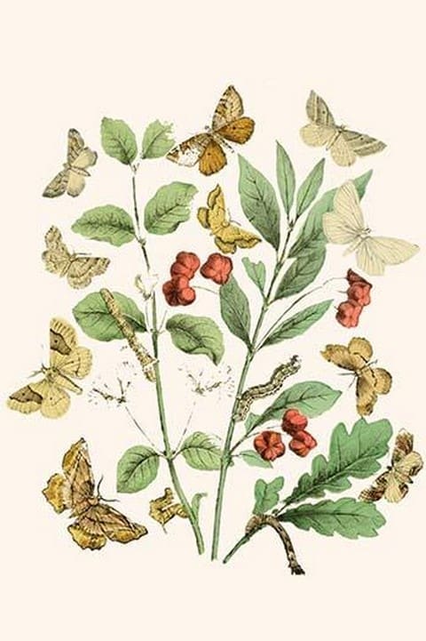 European Butterflies & Moths by William Forsell Kirby #77 - Art Print