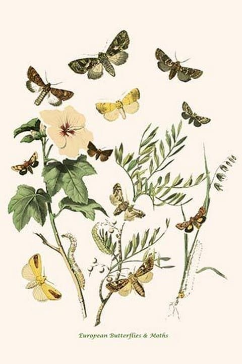 European Butterflies & Moths by William Forsell Kirby #8 - Art Print