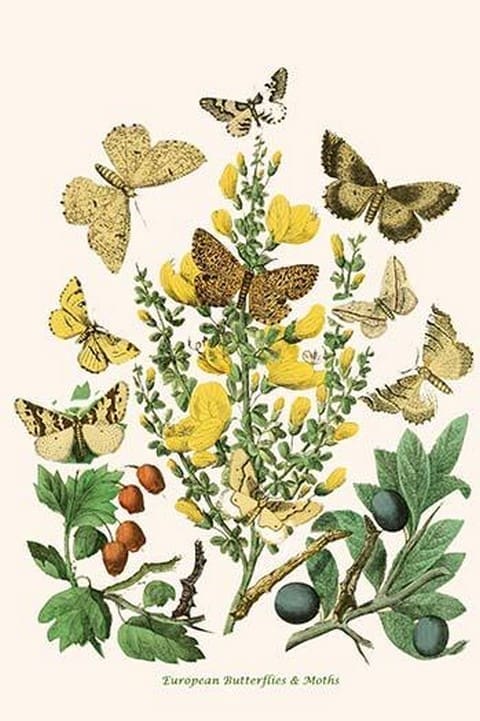 European Butterflies & Moths by William Forsell Kirby 8 - Art Print