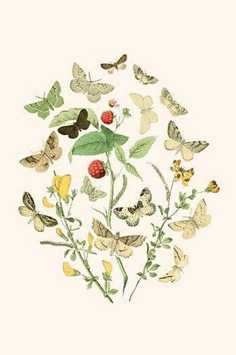 European Butterflies & Moths by William Forsell Kirby #83 - Art Print