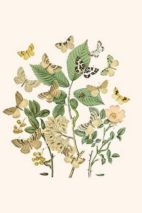 European Butterflies & Moths by William Forsell Kirby #86 - Art Print