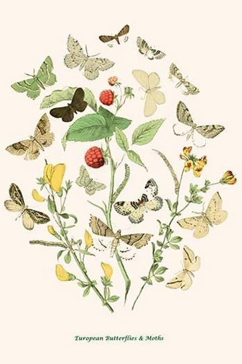 European Butterflies & Moths by William Forsell Kirby #89 - Art Print