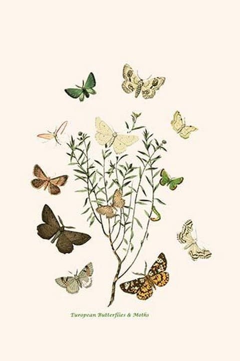 European Butterflies & Moths by William Forsell Kirby 9 - Art Print